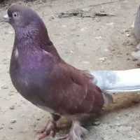 کود کبوتری جهت تقویت خاک