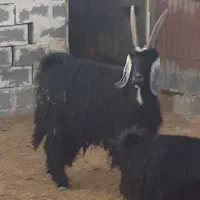 فروش چبیش نر تخمی|حیوانات مزرعه|پاسارگاد, |دیوار