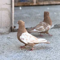 سینه زرد جفتی