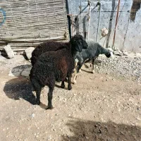 بره افشاری قره قزل زیر قوچی و پرواری(گوسفند)|حیوانات مزرعه|گنبد کاووس, |دیوار