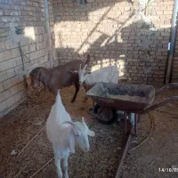 تعدادی بز وکره ویک عدد چپش الپایین|حیوانات مزرعه|میبد, |دیوار