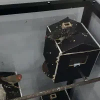 فنچ توت فرنگی|پرنده|اسلامشهر, شهرک جانبازان|دیوار