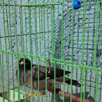 مینا رام سخنگو|پرنده|تهران, تهرانپارس جنوبی|دیوار