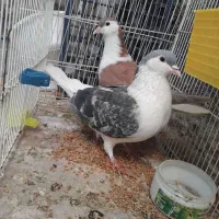 دوعدد کفتر ساده نر مگسی و سرخ|پرنده|مشهد, سیلو|دیوار