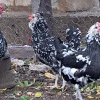 تخم مرغ گلین