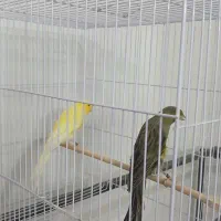 قناری نر کشیده بلند|پرنده|مشهد, چهاربرج|دیوار