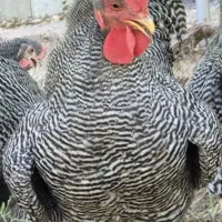 خروس آمروک