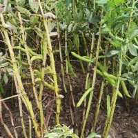 فروش باقلا سبز