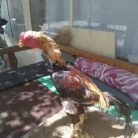 خروس لاری شامو وافغان جوان