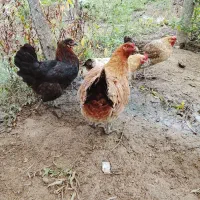 مرغ و اردک محلی