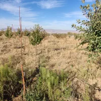 فروش باغ شهر در سلطانیه|فروش زمین و ملک کلنگی|سلطانیه, |دیوار