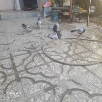 کبوتر تهرانی وکله ای دونه ۴۰۰|پرنده|آبدانان, |دیوار