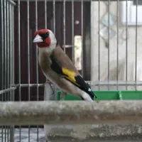سهره ۱ساله جوجه قفس رام گل بلند کوتاه بلند بخوان