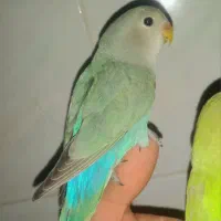 طوطی کوتوله نیمه دستی خوش‌رنگ