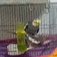 چند جفت مولد روی تخم|پرنده|بجنورد, |دیوار