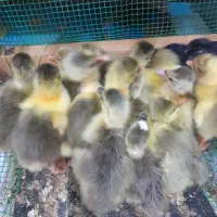 جوجه غاز دو روزه|حیوانات مزرعه|قائم‌شهر, |دیوار