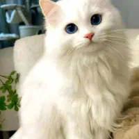 واگذاری گربه