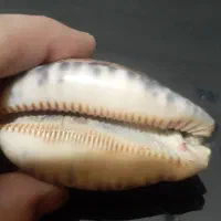 صدفهای‌بزرگ‌دکوری|صنایع دستی و سایر لوازم تزئینی|دماوند, دماوند|دیوار