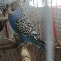 سه جفت مرغ عشق
