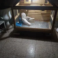 کفتر سوپر شامپیون