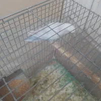 یک جفت کوتوله برزیلی|پرنده|شیراز, کوشک میدان|دیوار