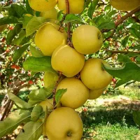 فروش نهال های پیوندی خاص|گل و گیاه طبیعی|تهران, زعفرانیه|دیوار