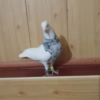 طوقی الماسی نر|پرنده|گلبهار, شهر جدید گلبهار|دیوار