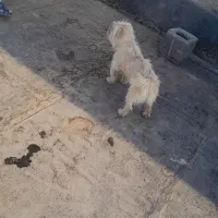 سگ شیتزو|سگ|فرخشهر, |دیوار