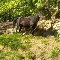 نریان|اسب و تجهیزات اسب‌سواری|یاسوج, |دیوار