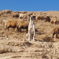 ماده خراسانی