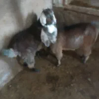 بزغاله چاق|حیوانات مزرعه|ثمرین, |دیوار