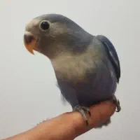 عروس کوتوله