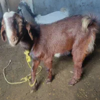 فروش دو چیست 20تومن