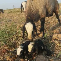 دام با کیفیت و گله داشتی|حیوانات مزرعه|زرند, |دیوار