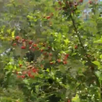 ۷۵۰ متر باغ آماده ی ویلا سازی با درختان مسمر