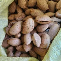 بادام تازه امسال ارگانیک خرده وعمده