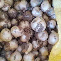 موسیر تازه