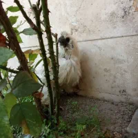 خروس ابریشمی پنج انگشت گوشواره آبی|حیوانات مزرعه|ری, دولتآباد|دیوار