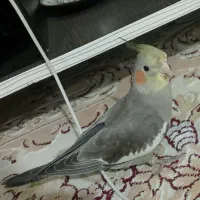 عروس هلندی گمشده