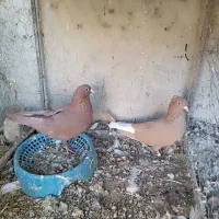 نرماده زرد وسرخ