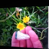 انگشتره نقره