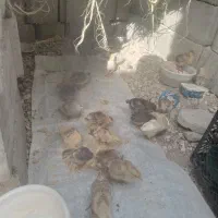 جوجه زر مرغی
