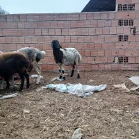 ۱۱راس گوسفند  همه آبستان شیر کرده شکم اول ودوم