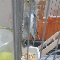 عروس هلندی نر|پرنده|تهران, شکوفه (عبدل آباد)|دیوار