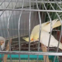 عروس هلندی مولد