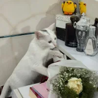 واگذار گربه خانگی|گربه|مرودشت, فاز اول شهرک فرهنگیان|دیوار