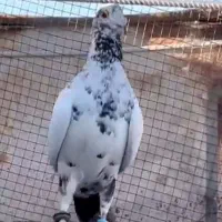 کبوتر گلی پلاکی نر باخت دادم