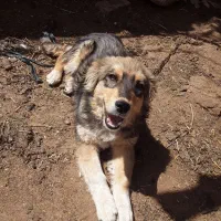 سگ پا کوتاه زرنگ