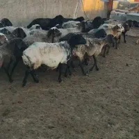 میش چاق مناسب کشتار و پروار