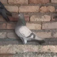 کبوتر دو نر دو ماده